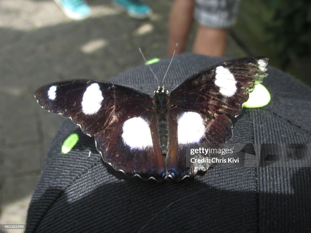 White Spotted Butterfly
