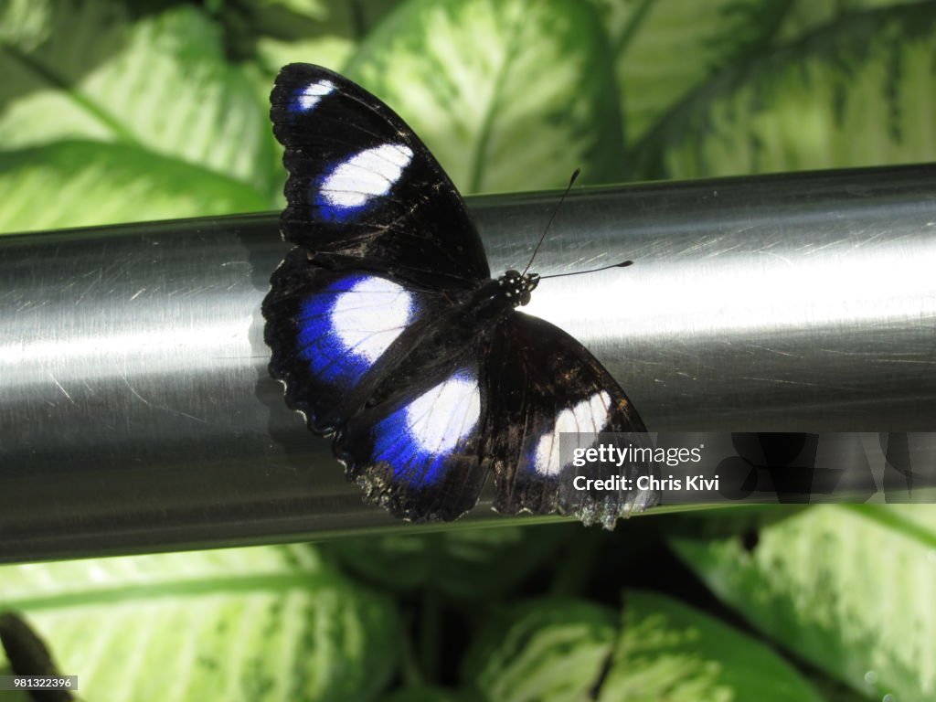 Butterfly with Blue and White Spots