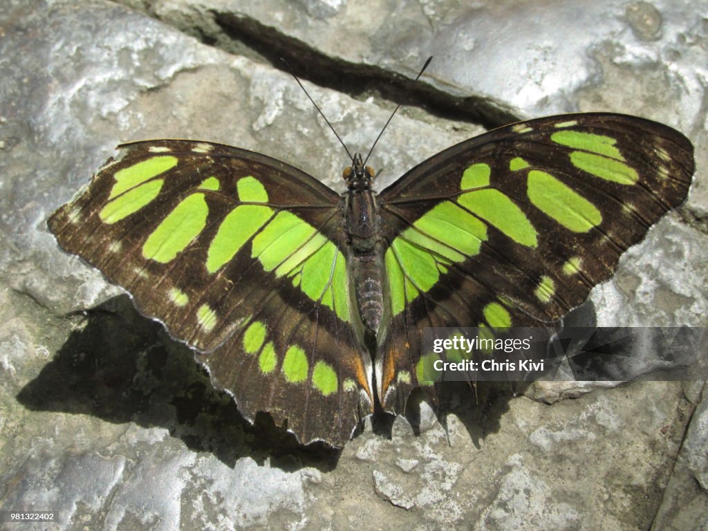 Green, Brown and Orange Butterfly