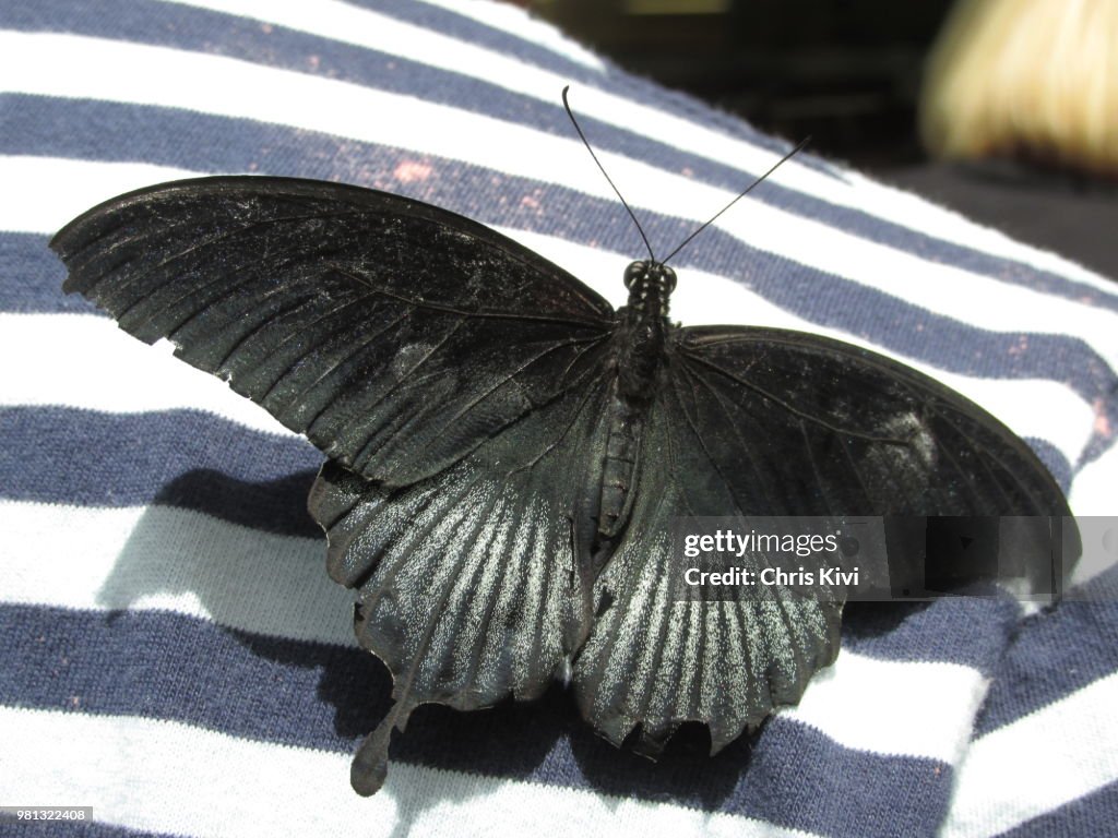 Gigantic Black Butterfly