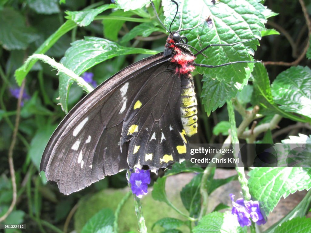 Furry Red, Yellow & Black Butterfly