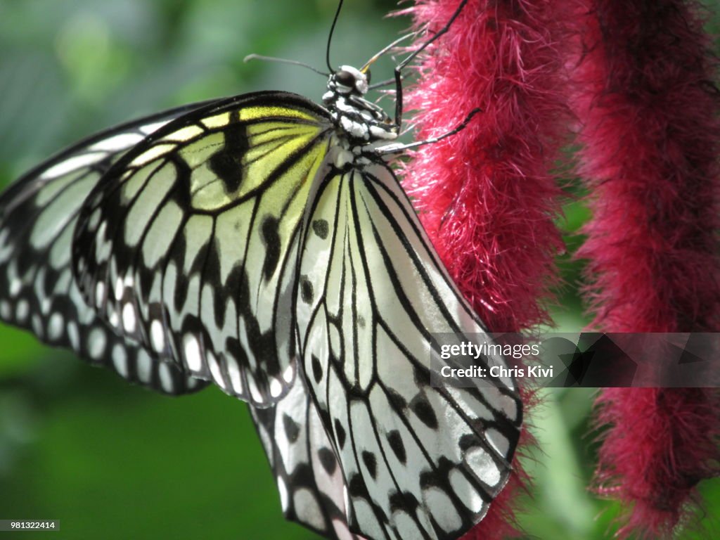 White speckled Butterfly