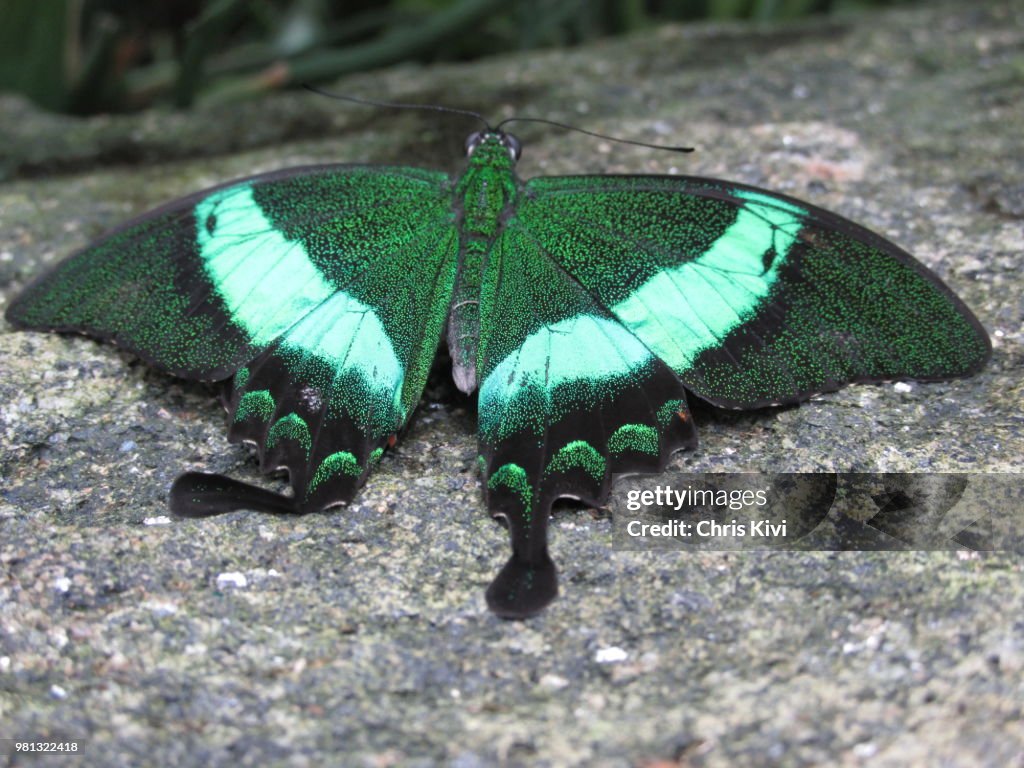 Stunning Green, Turquoise & Black Butterfly