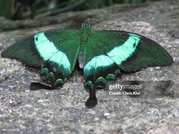 stunning green, turquoise & black butterfly - papilio palinurus stock pictures, royalty-free photos & images