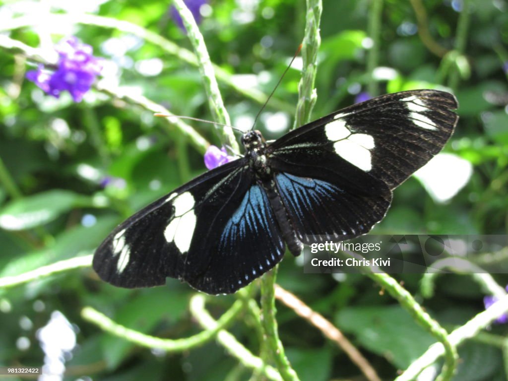 Translucent Blue & Black Butterfly