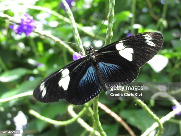 1,067 Translucent Butterfly Stock Photos, High-Res Pictures, and Images ...