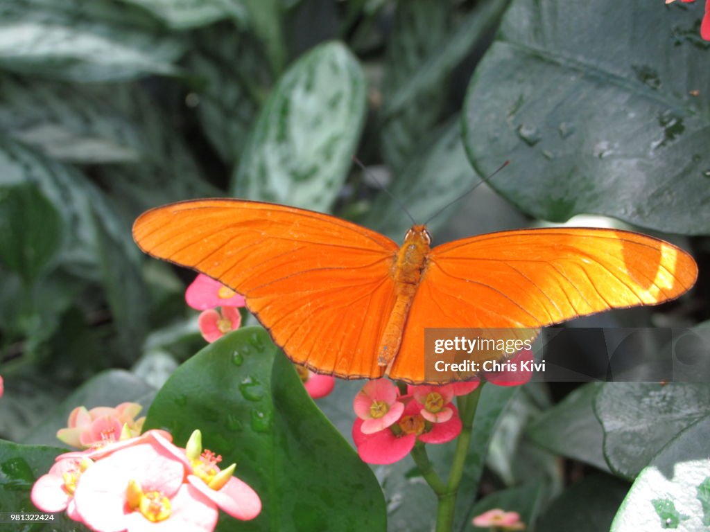 Incredible Orange Butterfly