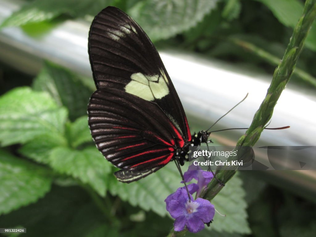 Butterfly on small purple Orchid