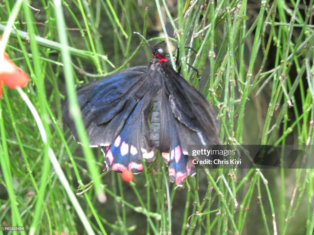 Red, Pink, White, Blue & Black Butterfly