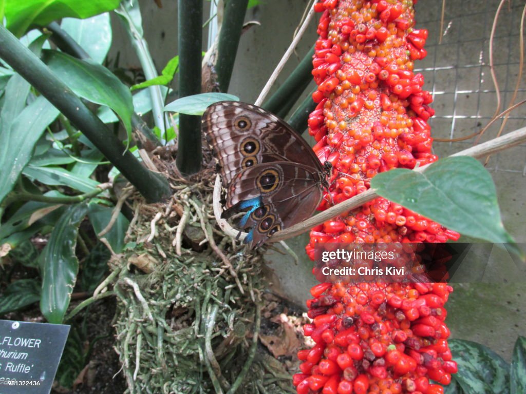 Butterfly feeding