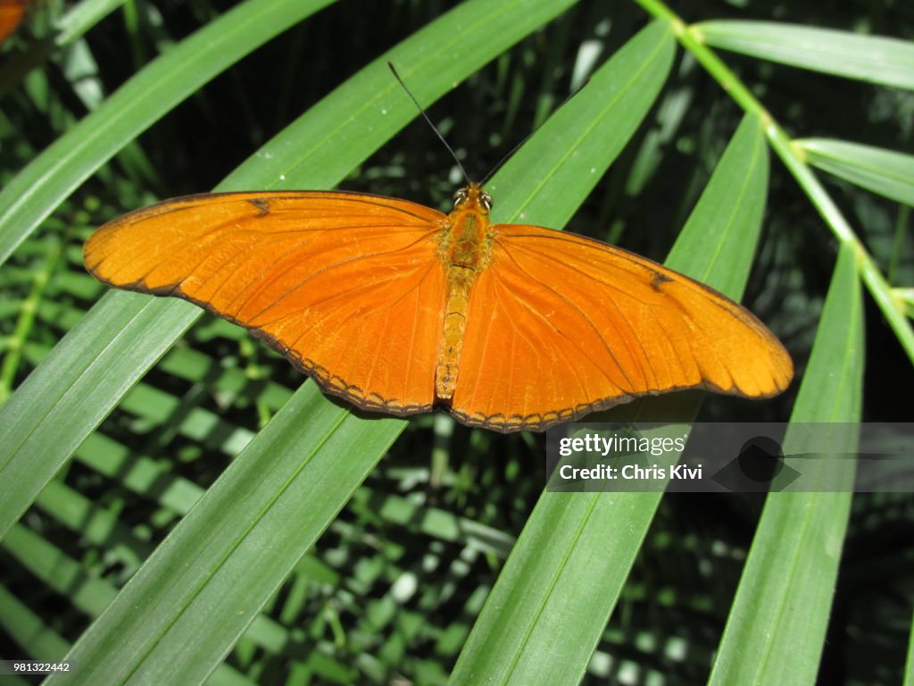 Sun colored Butterfly