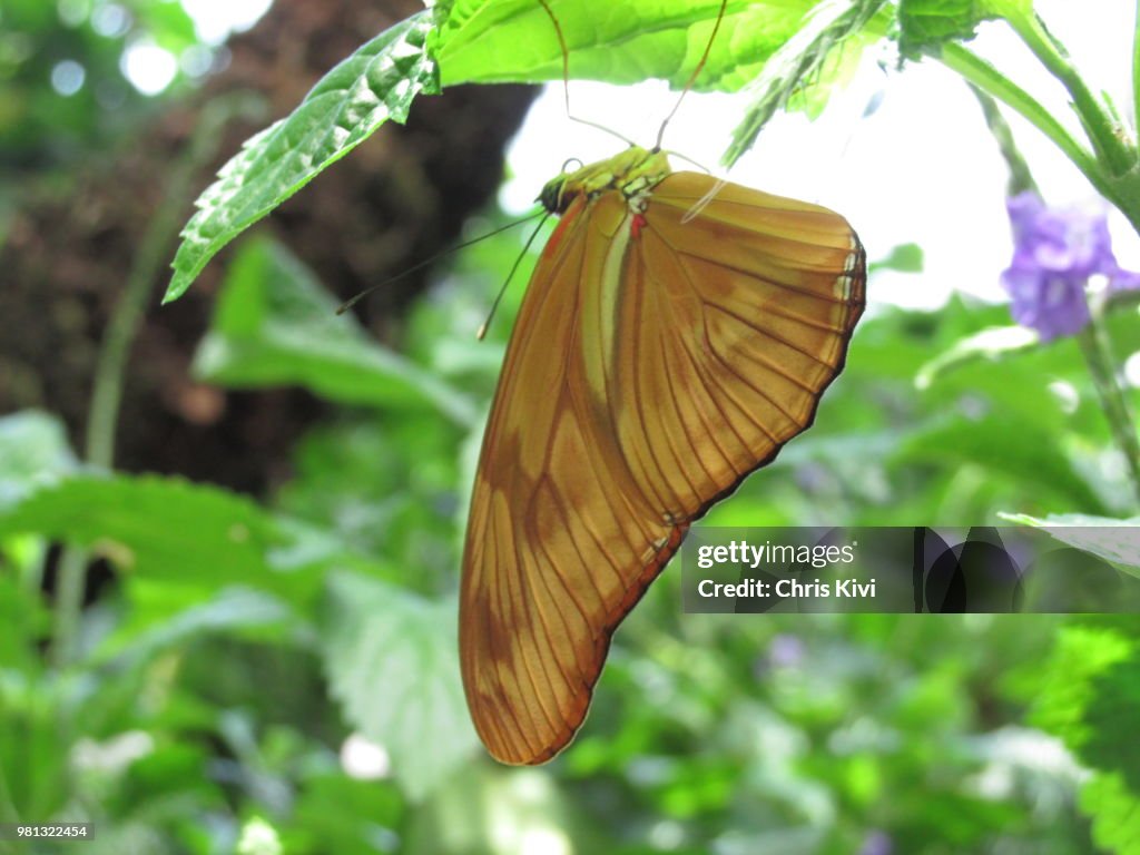 Leaf Like Butterfly