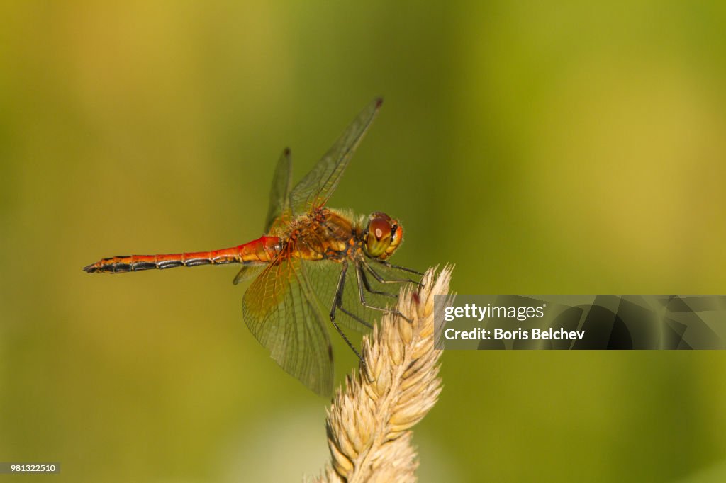 Yellow-Winged Darter (Sympetrum flaveolum)