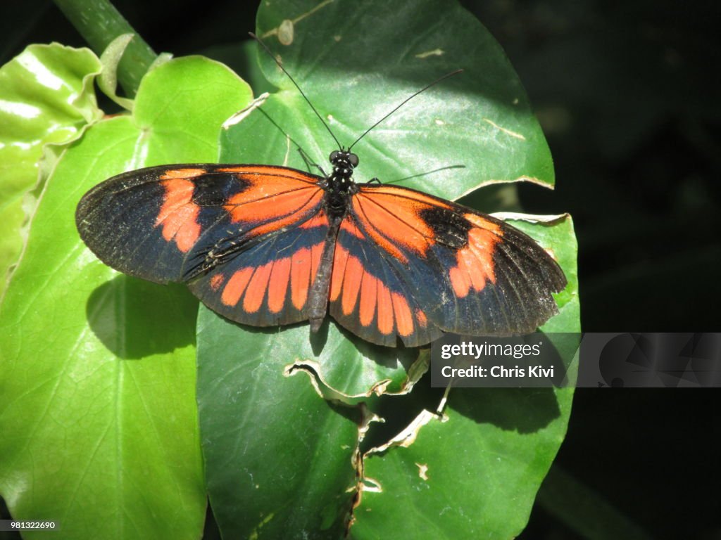 Orange Petal Butterfly