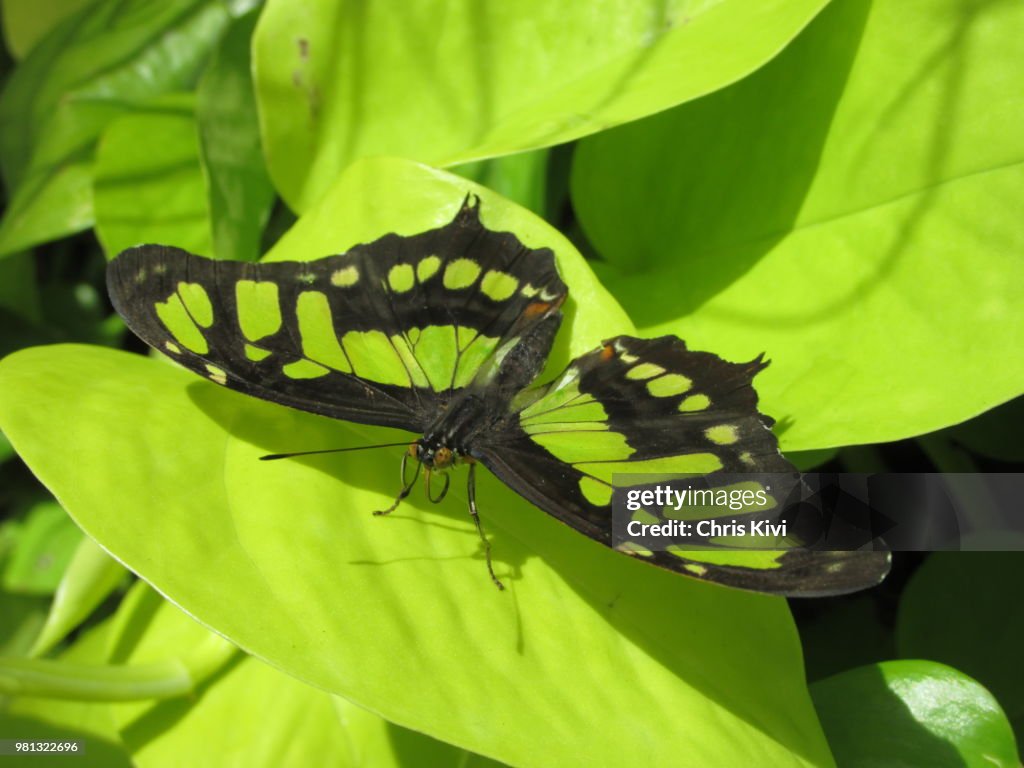 Green and Black Butterfly