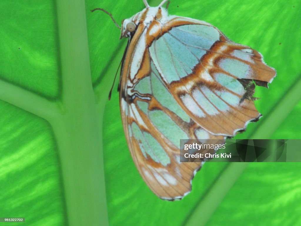 Moth hanging upside down