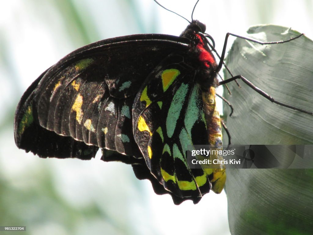Butterfly Up Close & Colorful