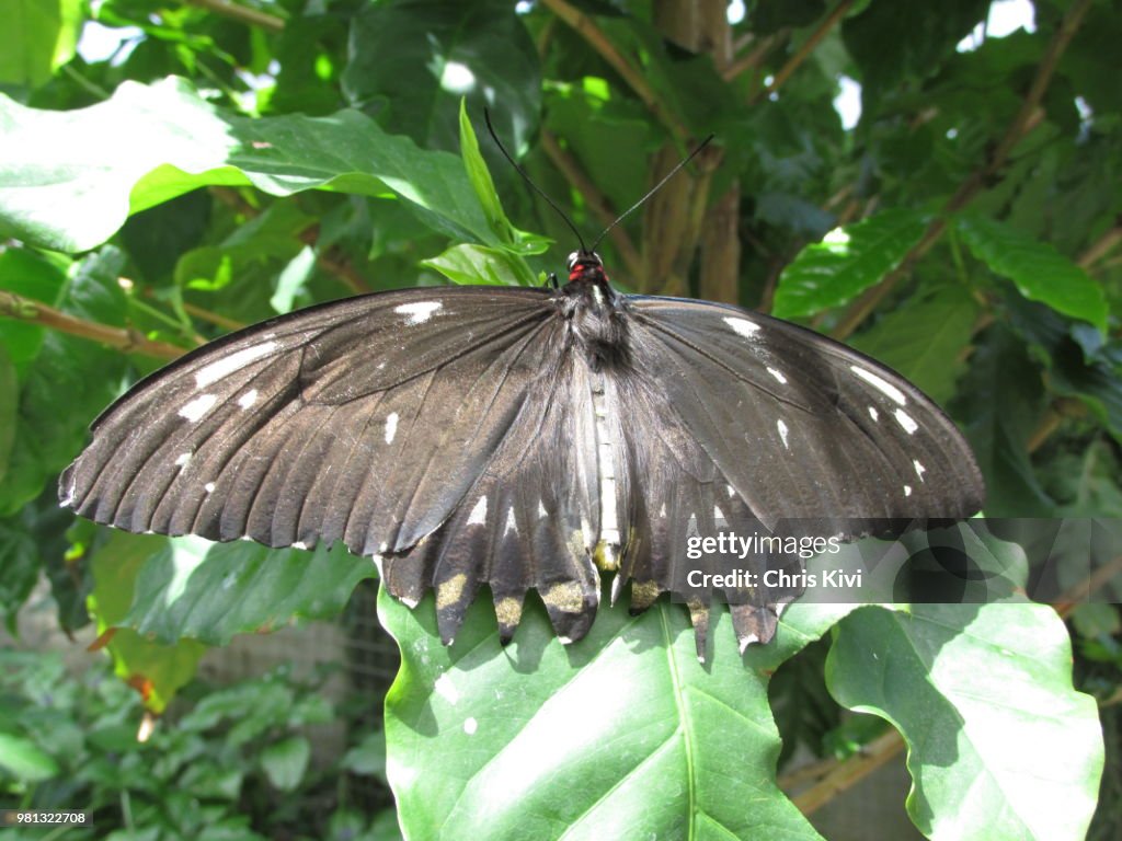 Large Black Moth on leaf