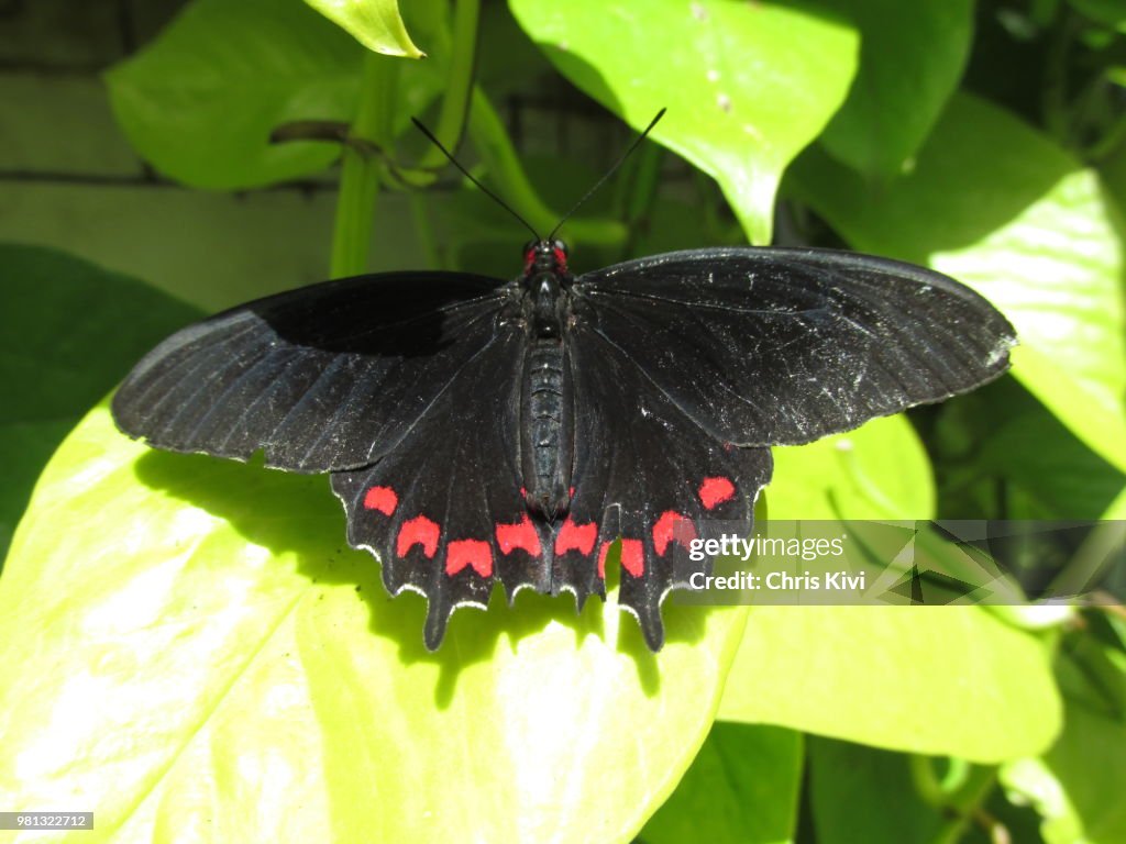 Black and Red Butterfly Moth