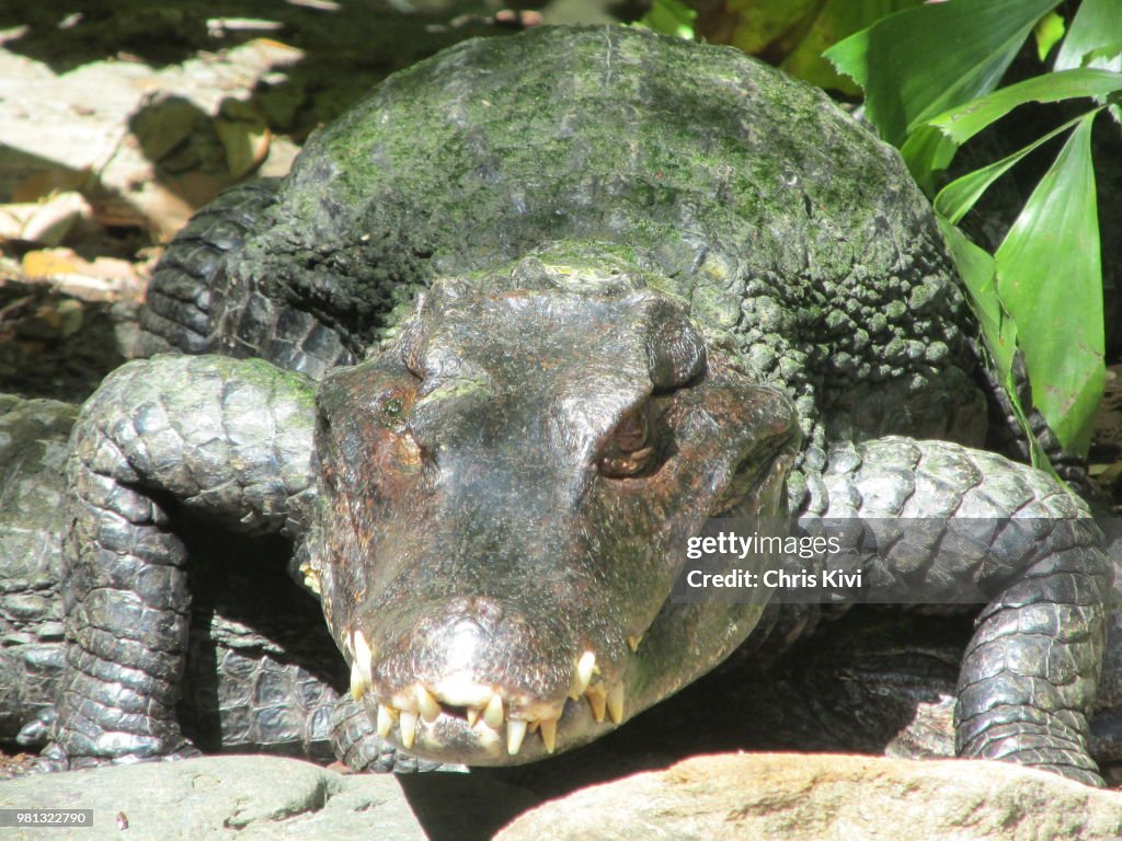 Menacing North American Alligator