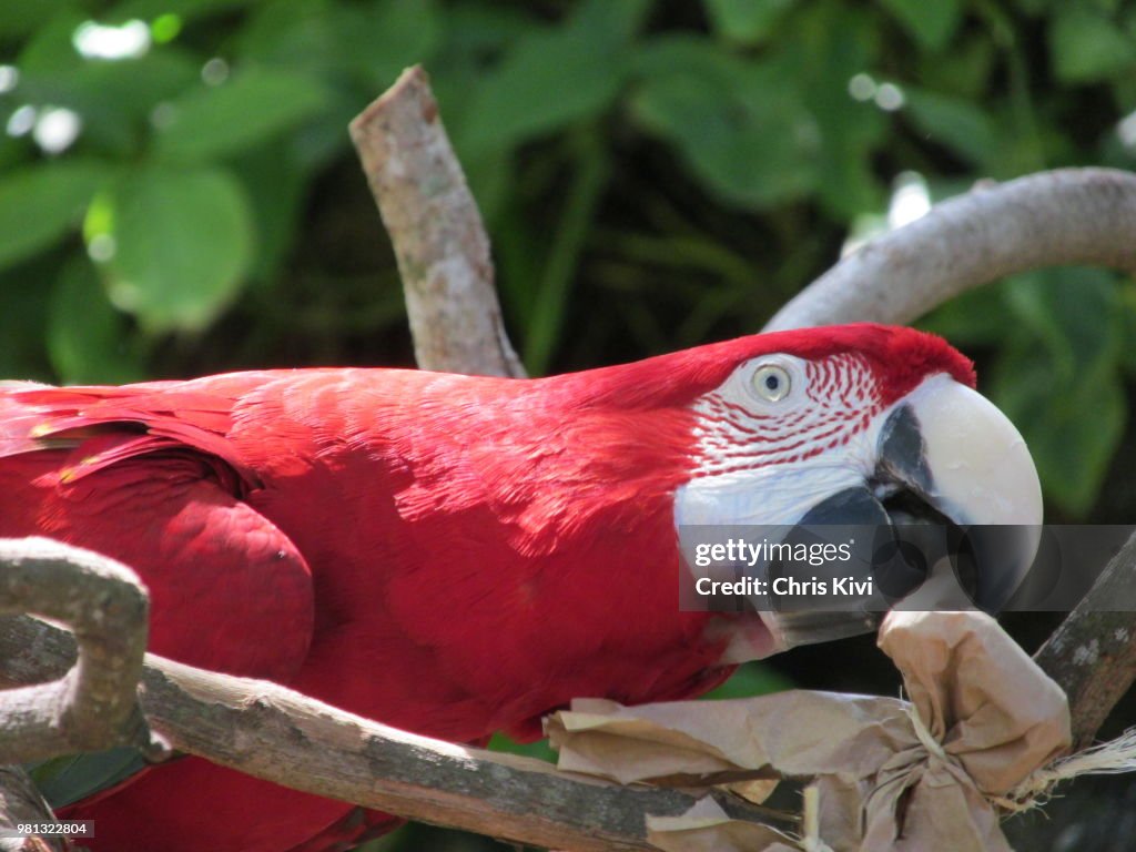 Red Macaw