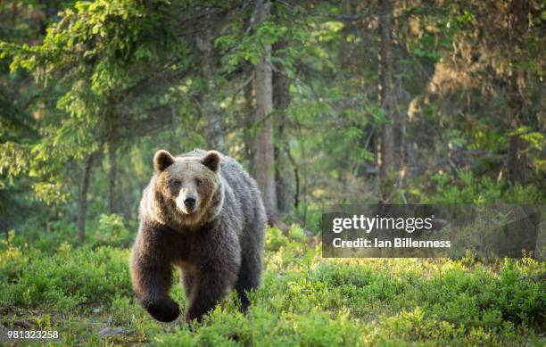 approach - brown bear fotografías e imágenes de stock