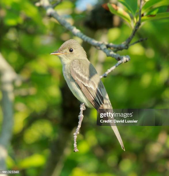 flycatcher - insectivora stock pictures, royalty-free photos & images