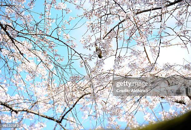 Japanese white-eye is seen on a branch of cherry blossoms at Kyoto Imperial Palace on March 26, 2010 in Kyoto, Japan.