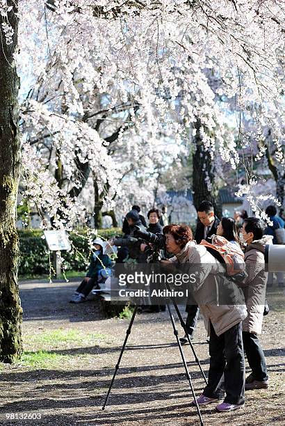 People take phootgraphs of cherry blossoms at Kyoto Imperial Palace on March 26, 2010 in Kyoto, Japan.