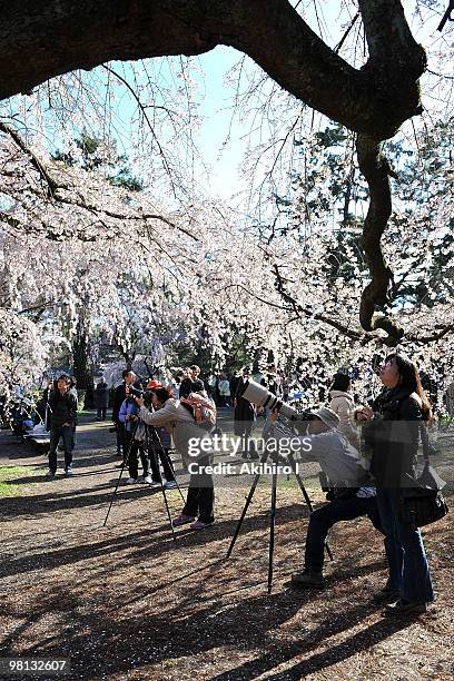 People take phootgraphs of cherry blossoms at Kyoto Imperial Palace on March 26, 2010 in Kyoto, Japan.