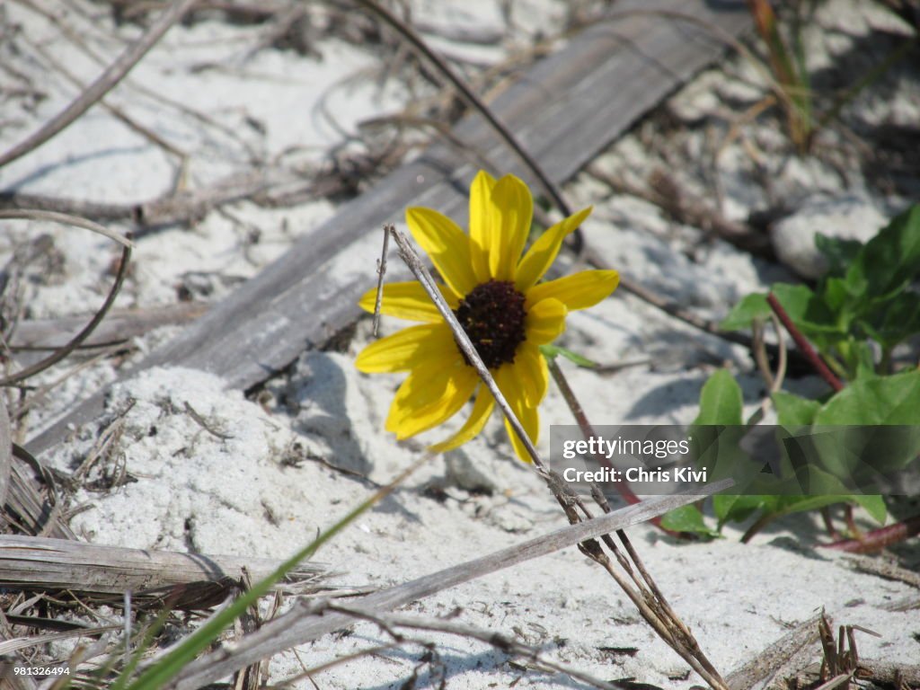Yellow beach daisy in Daytona Beach next to sand and driftwood