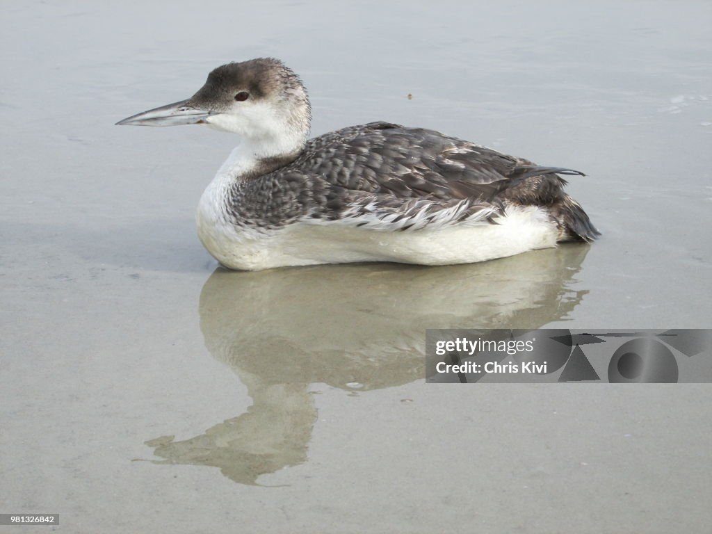 Sea bird resting on beach
