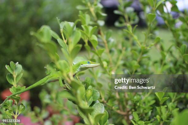 lizard in the bush - tropical bush stockfoto's en -beelden