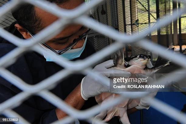 To go with feature story Singapore-wildlife-trafficking by Philip Lim Photo taken on March 3, 2010 shows Hafiz'zan Shah, the animal caretaker for...