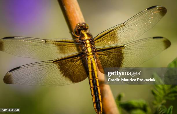 dragon fly - libellulidae stock pictures, royalty-free photos & images