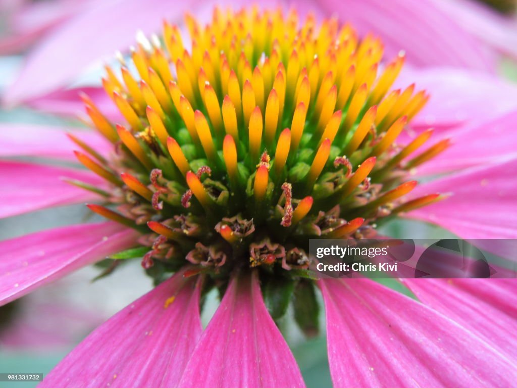 Purple Coneflower Echinacea