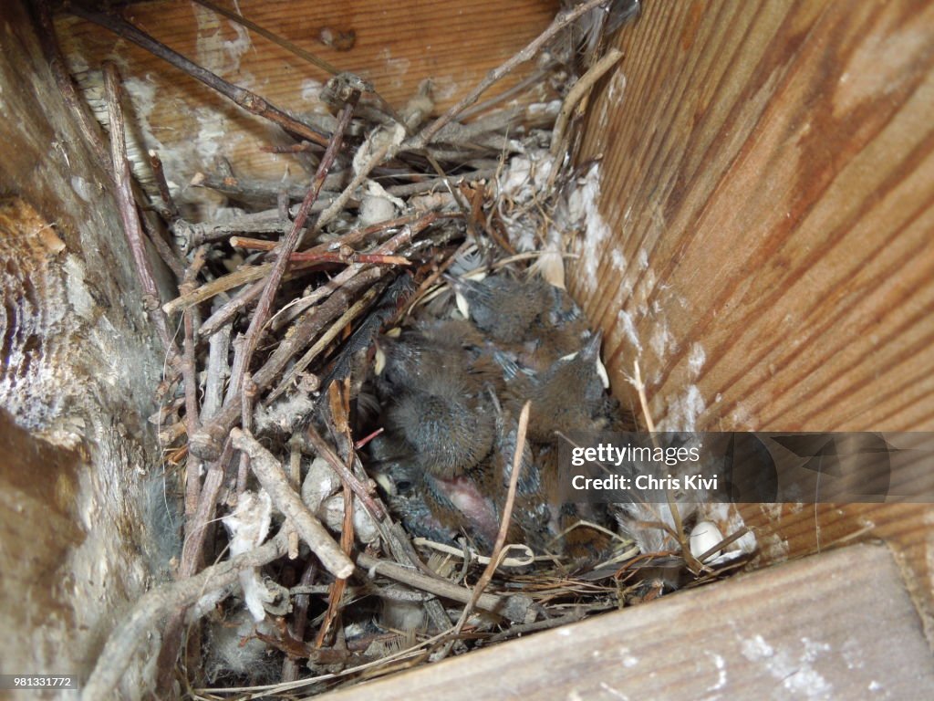 Baby Wren in the nest