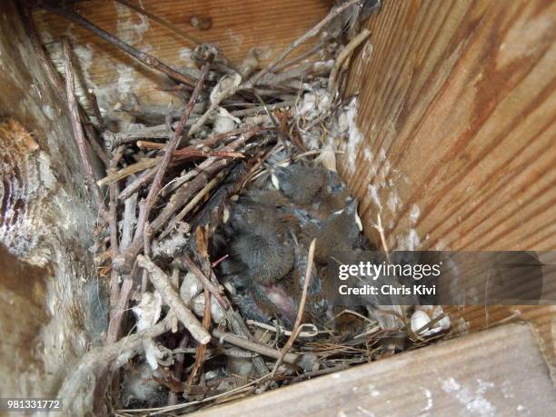baby wren in the nest - rats nest stock pictures, royalty-free photos & images