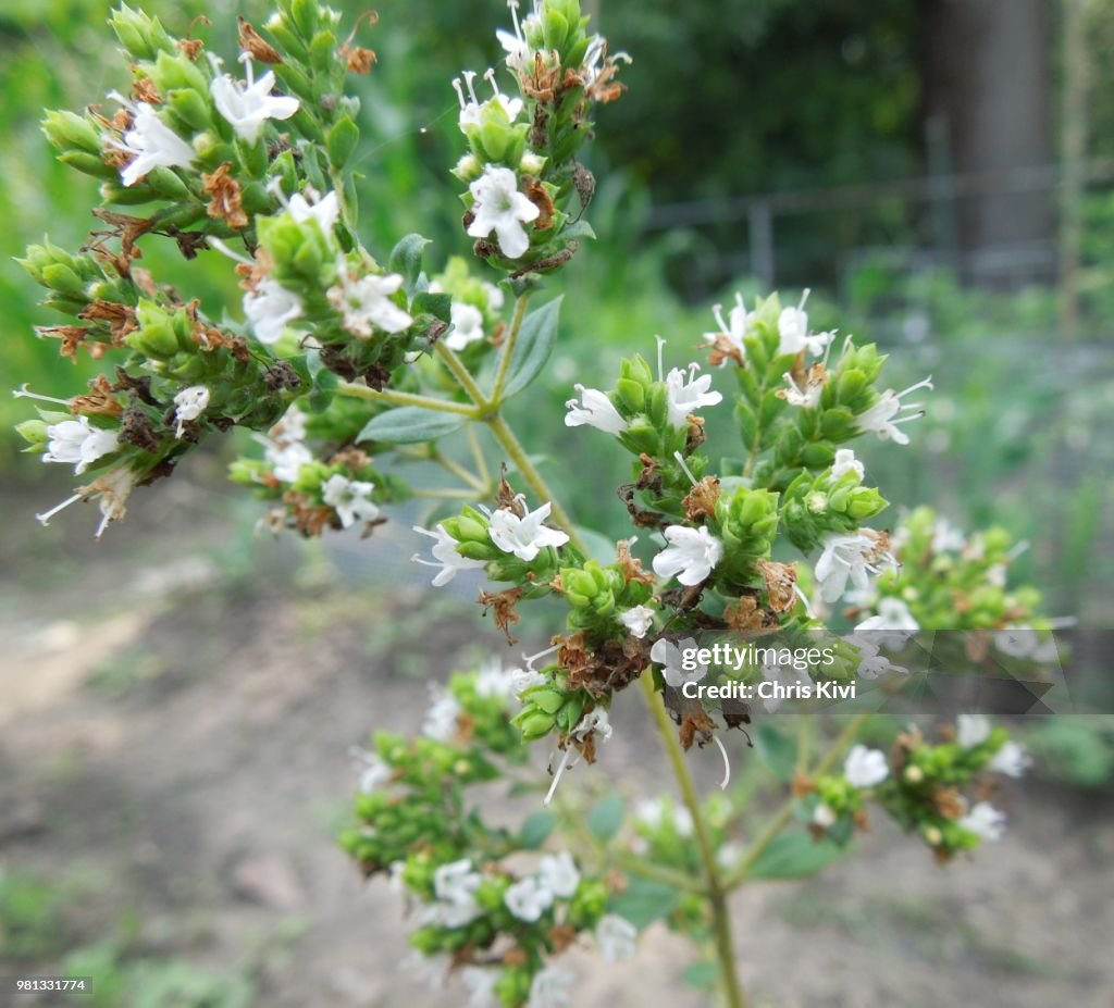 Oregano (O. vulgare) flowers in bloom