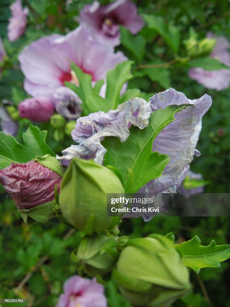 Purple Rose of Sharon
