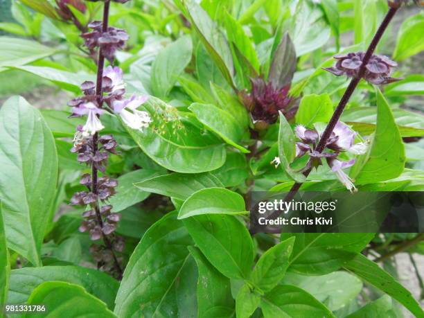 thai basil growing in garden - 葛 ストックフォトと画像