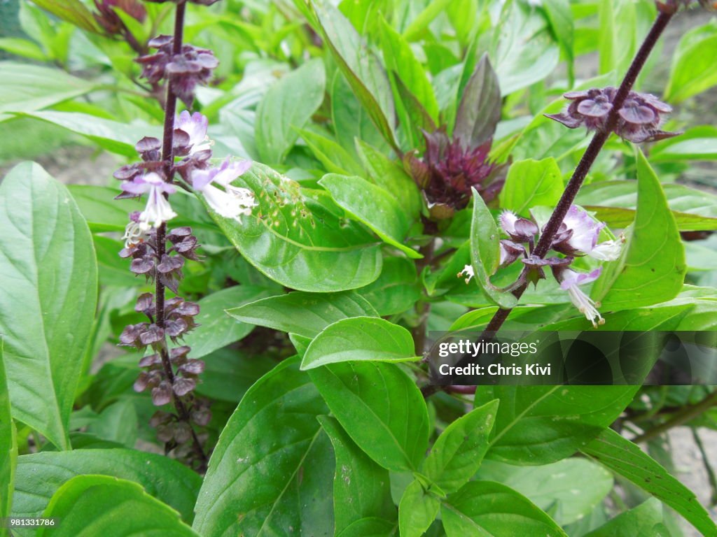 Thai Basil growing in garden
