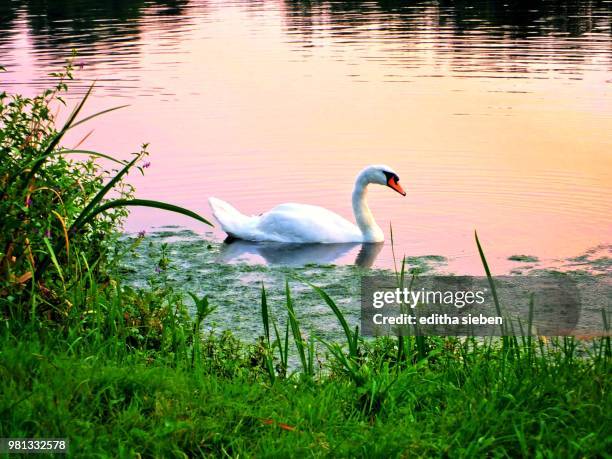 schwan am abend - schwan stock pictures, royalty-free photos & images