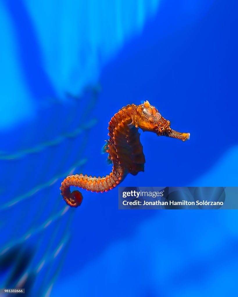 Hippocampus Erectus