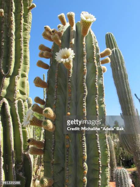 a large cactus in bloom - cardon stock-fotos und bilder