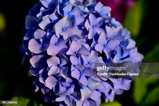 hydrangea - ogawa stock pictures, royalty-free photos & images