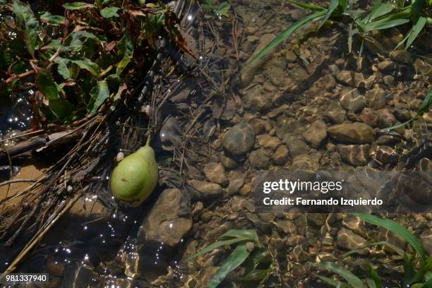 pera y riachuelo - riachuelo stock pictures, royalty-free photos & images