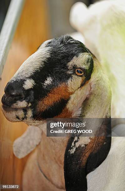 47 Anglo Nubian Goat Photos and Premium High Res Pictures - Getty Images 47 Anglo Nubian Goat Photos and Premium High Res Pictures - Getty Images