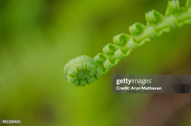 Real Rools 83 Rools Stock Photos, High-Res Pictures, and Images - Getty Images