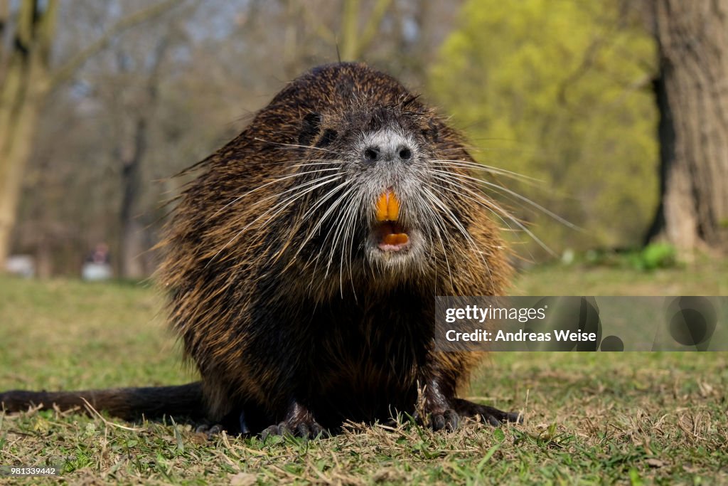 Nutria